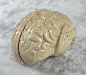 Vintage Clay Adams Human Brain Model Anatomical Teaching Model